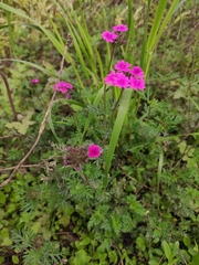 Glandularia tenera