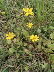 Lapsanastrum apogonoides