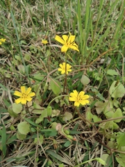 Lapsanastrum apogonoides