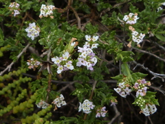 Lippia salsa