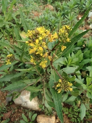 Rorippa indica
