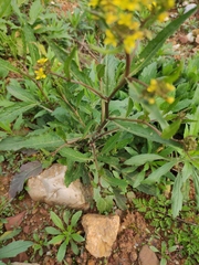 Rorippa indica