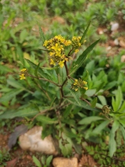 Rorippa indica