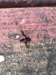 Ocyptamus dimidiatus