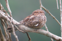 Chordeiles acutipennis