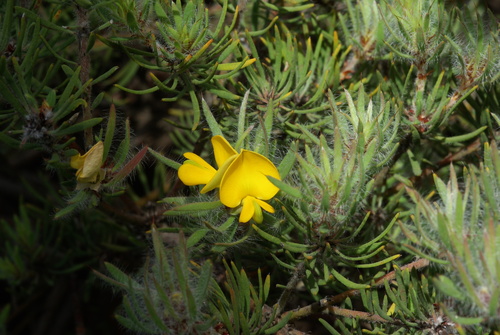 narrogin pea (Loricobbia pauciflora)