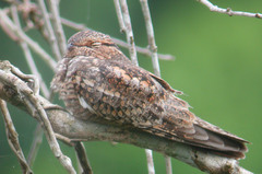 Chordeiles acutipennis