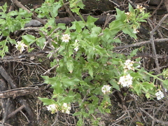 Lippia salsa