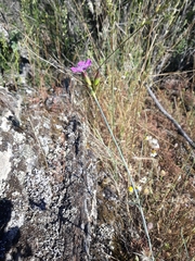 Dianthus ferrugineus