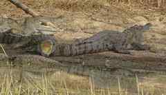 Crocodylus suchus