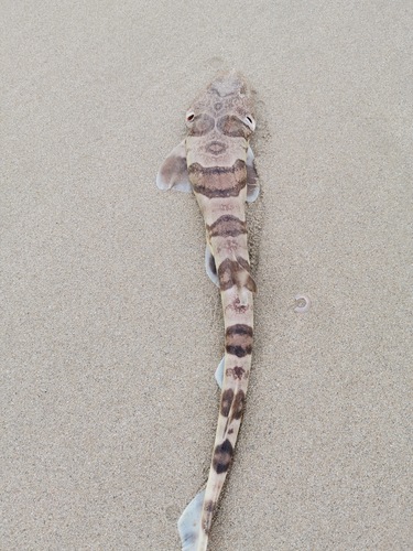 Tiger catshark (Halaelurus natalensis) — Scyliorhinidae — 5