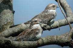 Chordeiles rupestris