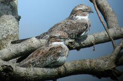 Chordeiles rupestris