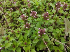 Clinopodium megalanthum