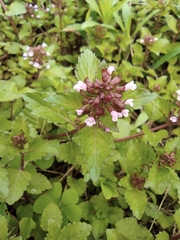 Clinopodium megalanthum