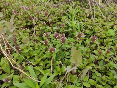 Clinopodium megalanthum