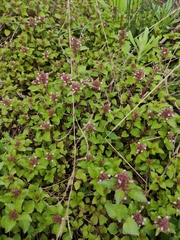 Clinopodium megalanthum