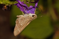 Torbenlarsenia gemella