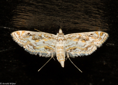 Parapoynx diminutalis