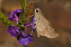 Torbenlarsenia gemella