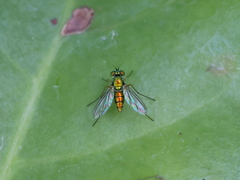 Chrysosoma globiferum