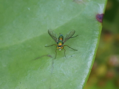Chrysosoma globiferum