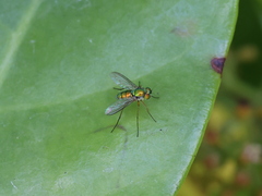 Chrysosoma globiferum