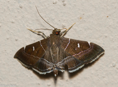 Lamprosema