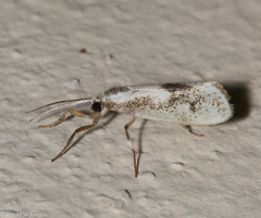 Nephelosia