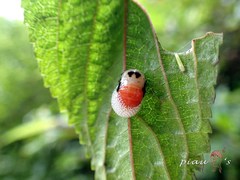 Okiscarta uchidae