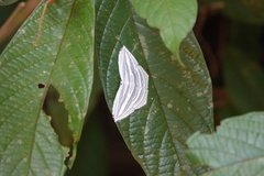 Acropteris rectinervata