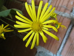 Doronicum austriacum