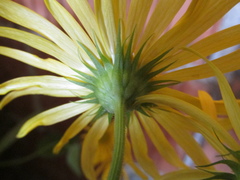 Doronicum austriacum