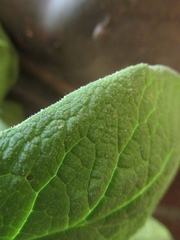 Doronicum austriacum