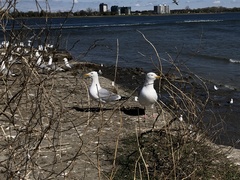 Larus argentatus