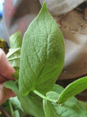 Doronicum austriacum
