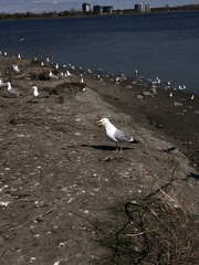 Larus argentatus