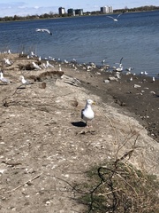 Larus argentatus