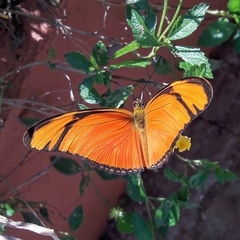 Dryas iulia alcionea