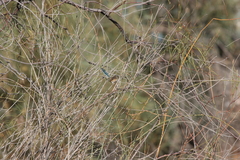 Malurus assimilis assimilis