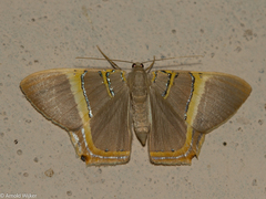 Phrygionis polita