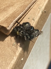 Osmia lignaria propinqua