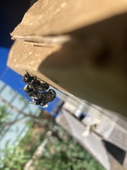 Osmia lignaria propinqua