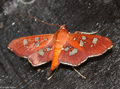 Phostria temira