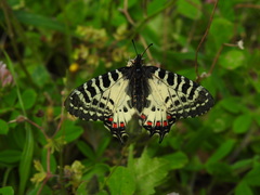 Zerynthia deyrollei