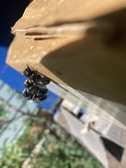 Osmia lignaria propinqua