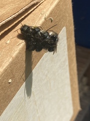 Osmia lignaria propinqua
