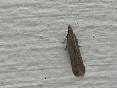 Crambinae