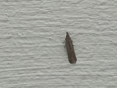Crambinae