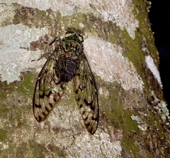 Pomponia linearis